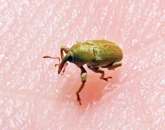 Tychius meliloti