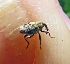 Microplontus triangulum