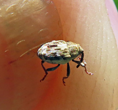 Microplontus triangulum