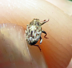 Microplontus triangulum