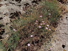 Dianthus hypanicus