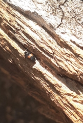 Drapetes mordelloides