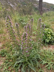 Echium lusitanicum