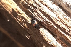 Drapetes mordelloides