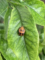 Harmonia axyridis