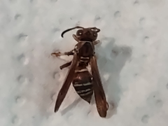 Polistes fuscatus