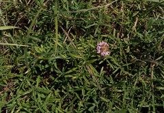 Thymus dimorphus