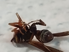 Polistes fuscatus