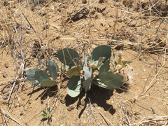 Asclepias cryptoceras