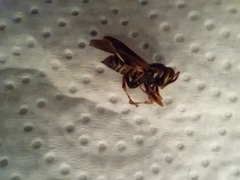 Polistes fuscatus