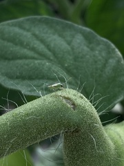 Nesidiocoris tenuis