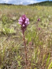 Orthocarpus bracteosus