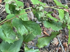 Aceria caliberberis