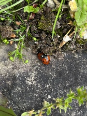Coccinella septempunctata