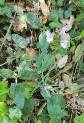 Prunella grandiflora