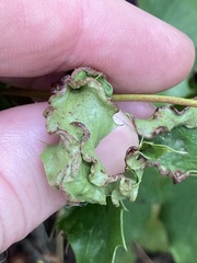 Aceria caliberberis