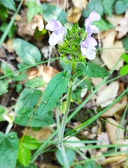 Prunella grandiflora