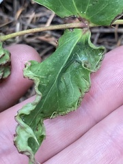 Aceria caliberberis