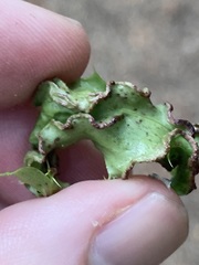 Aceria caliberberis