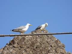 Larus michahellis