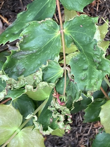 Aceria caliberberis