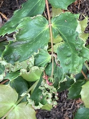 Aceria caliberberis