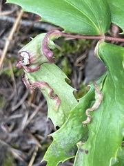 Aceria caliberberis