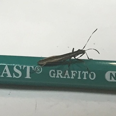 Micrelytra fossularum