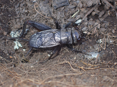 Gryllus saxatilis