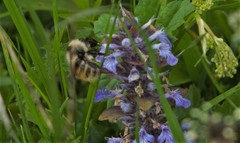 Bombus mucidus