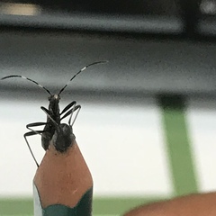 Micrelytra fossularum