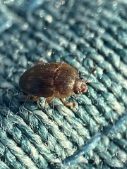 Stelidota geminata