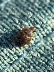Stelidota geminata
