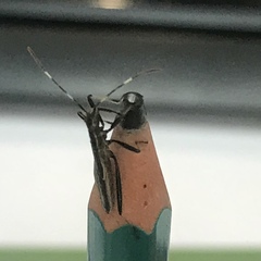 Micrelytra fossularum