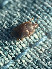 Stelidota geminata