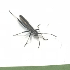 Micrelytra fossularum