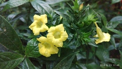 Strobilanthes crispus