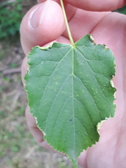 Phytoptus tetratrichus