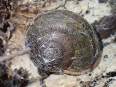 Helminthoglypta petricola