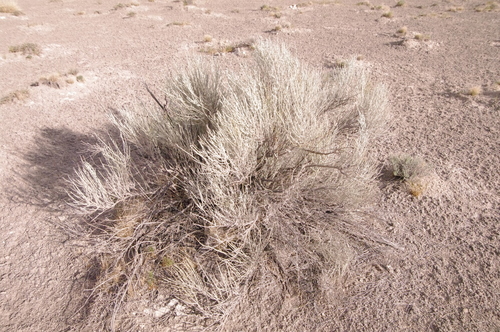 Image of Gypsum scalebroom by (c) Eric Knight, some rights reserved (CC BY)