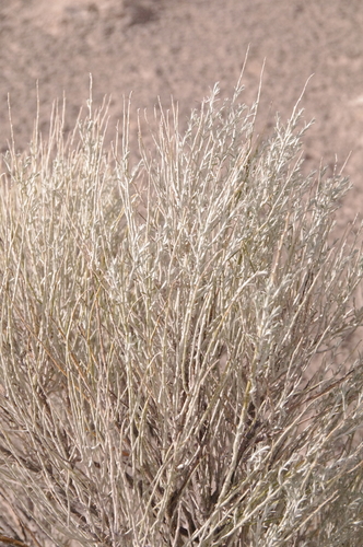 Image of Gypsum Scalebroom (Lepidospartum burgessii) by (c) Eric Knight, some rights reserved (CC BY)