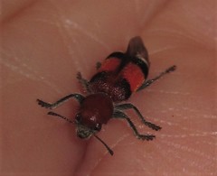 Enoclerus ichneumoneus