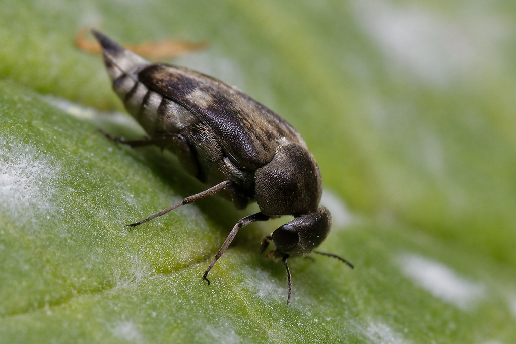 Broad-headed Tumbling Beetle