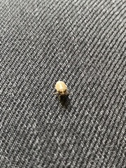 Homaemus aeneifrons