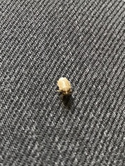 Homaemus aeneifrons