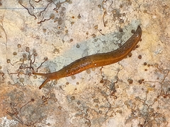 Tandonia