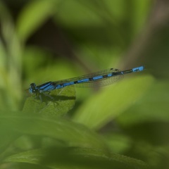 Enallagma laterale