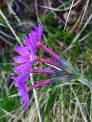 Primula halleri