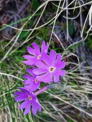 Primula halleri