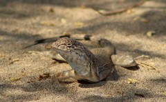 Callisaurus draconoides